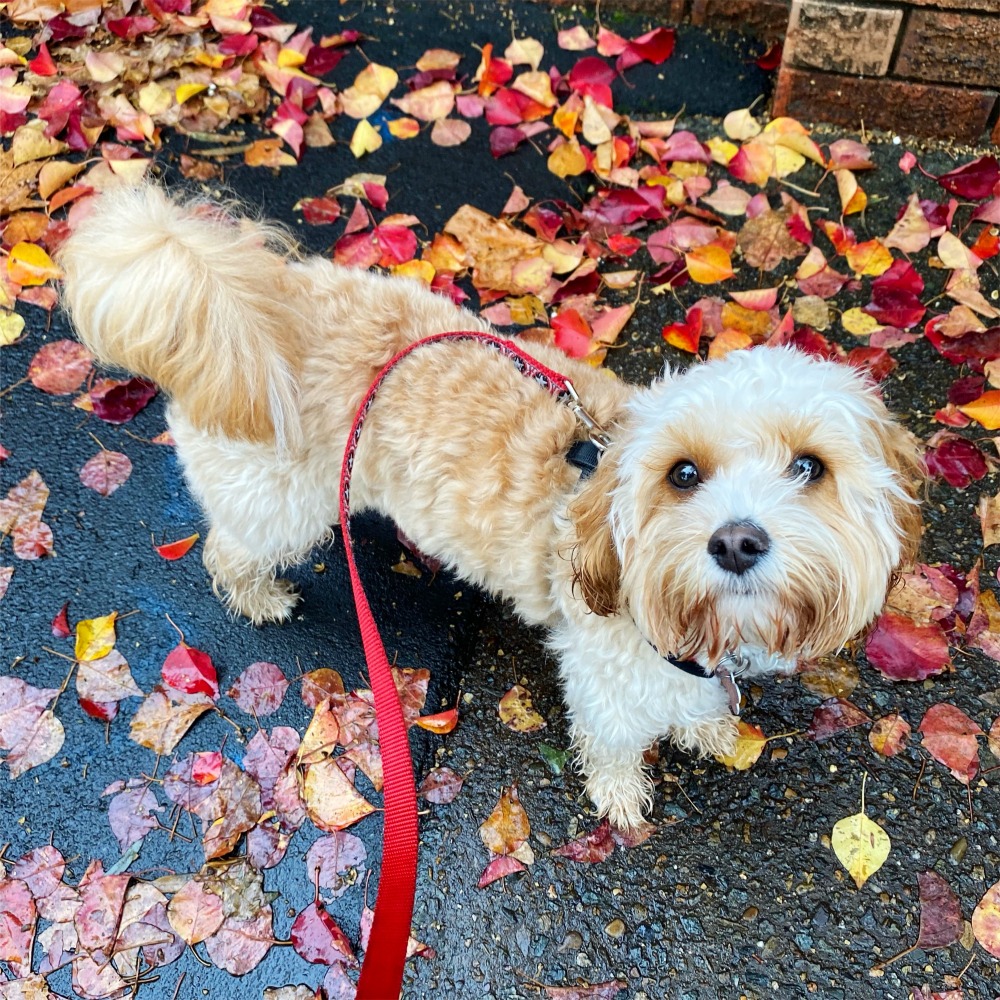 dog in colours of autumn