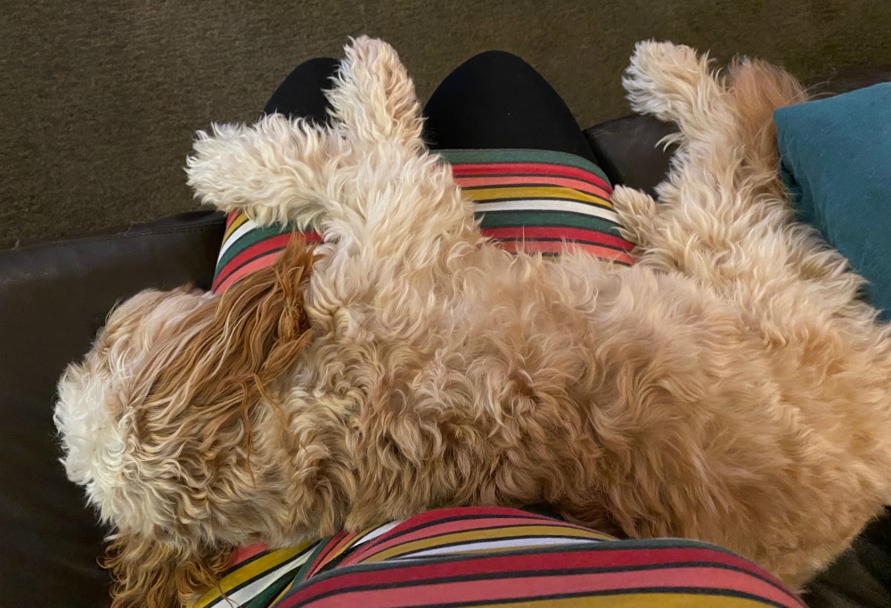 dog sleeping on lap