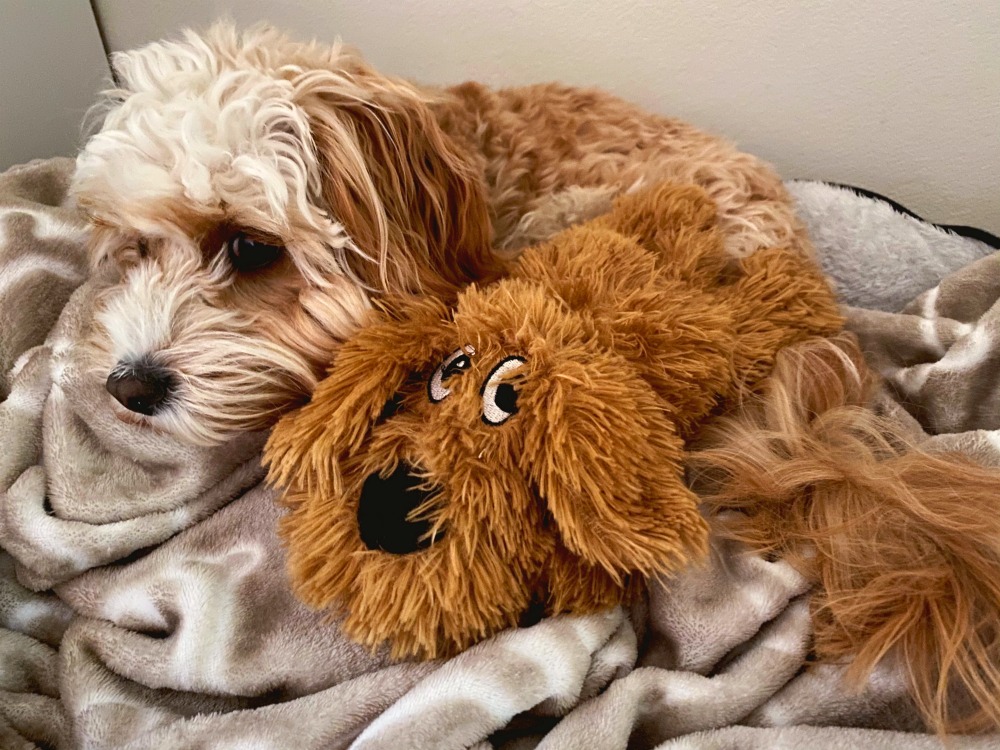 puppy cuddling his yours drooly plush toy