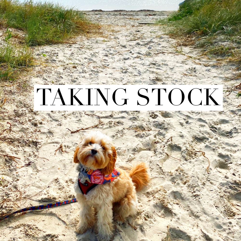 cavoodle on a beach