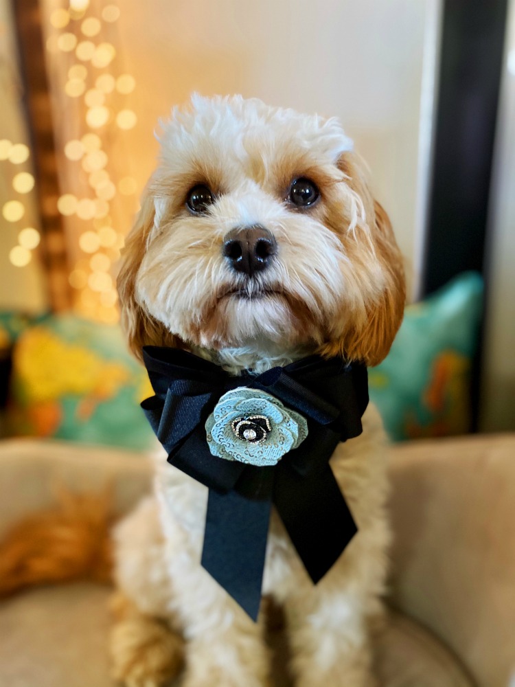 Teddy Roosevelt wearing Boston Hound Bow