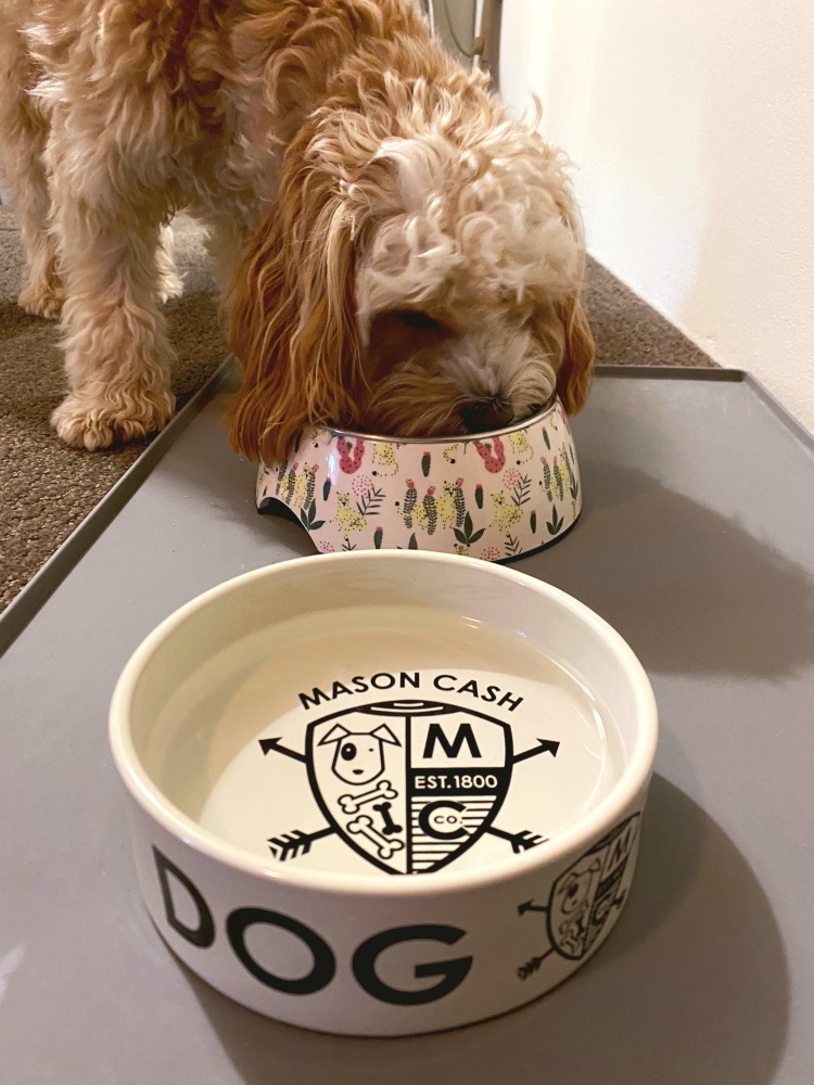 dog eating from bowl and ceramic water bowl