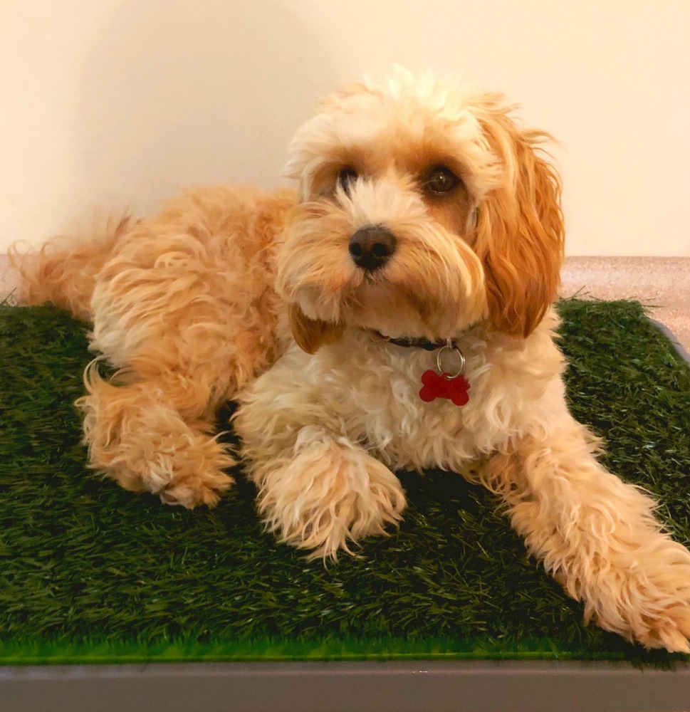 puppy basics fake grass dog toilet