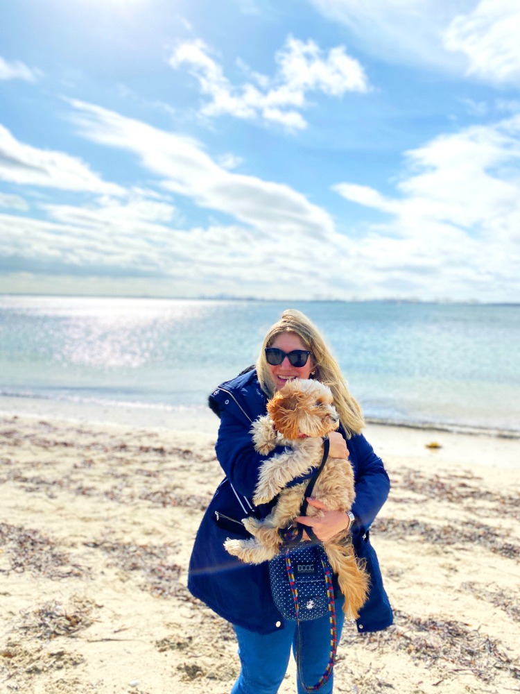 cavoodle at kurnell dog beach