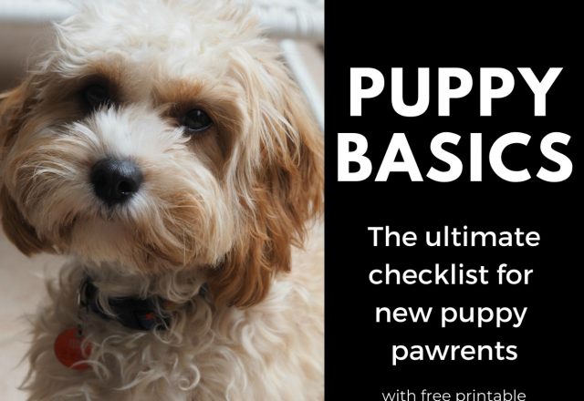 Puppy Basics – The Checklist