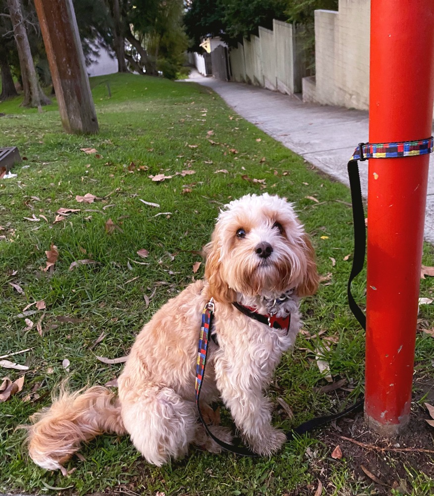 dog sitting by lamp post in snappy leash