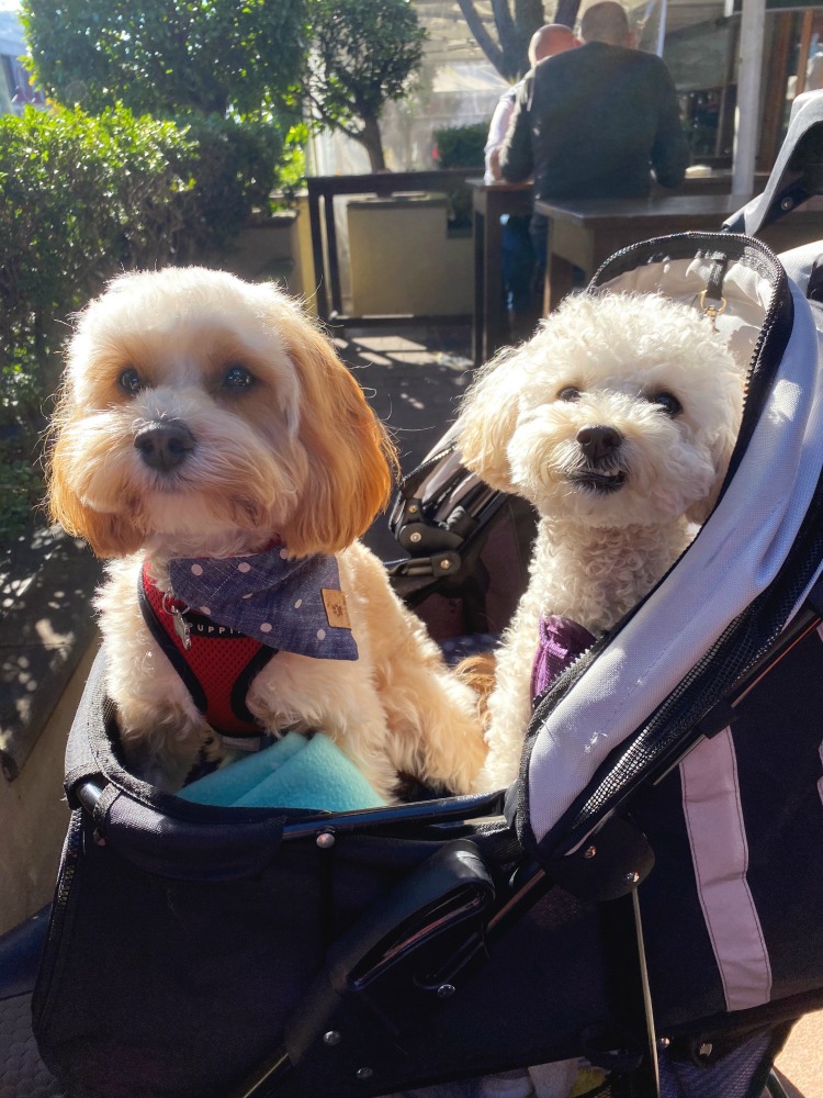 two oodles in a pram