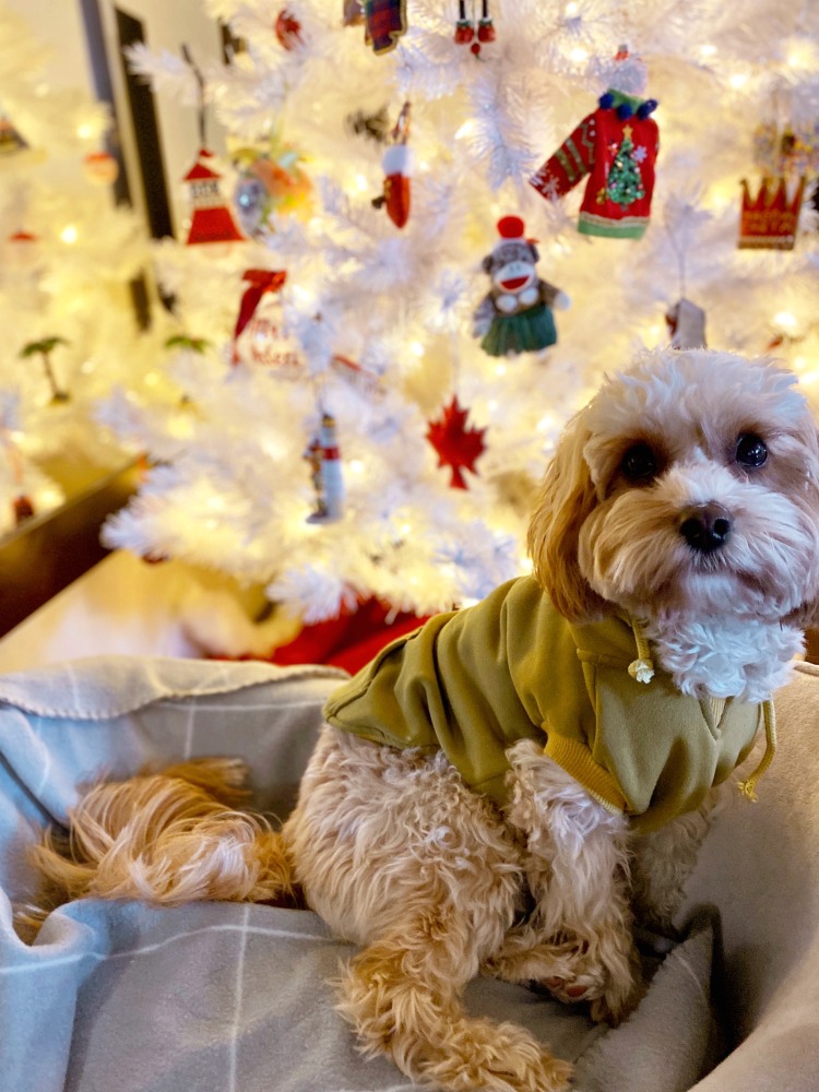 Teddy sitting by Christmas tree in July