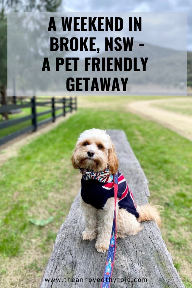 pet friendly getaway broke