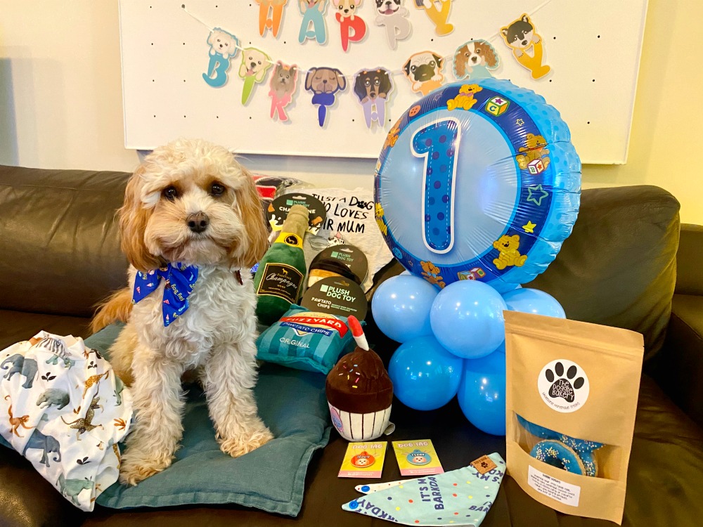 Dog sitting with number 1 balloon and presents