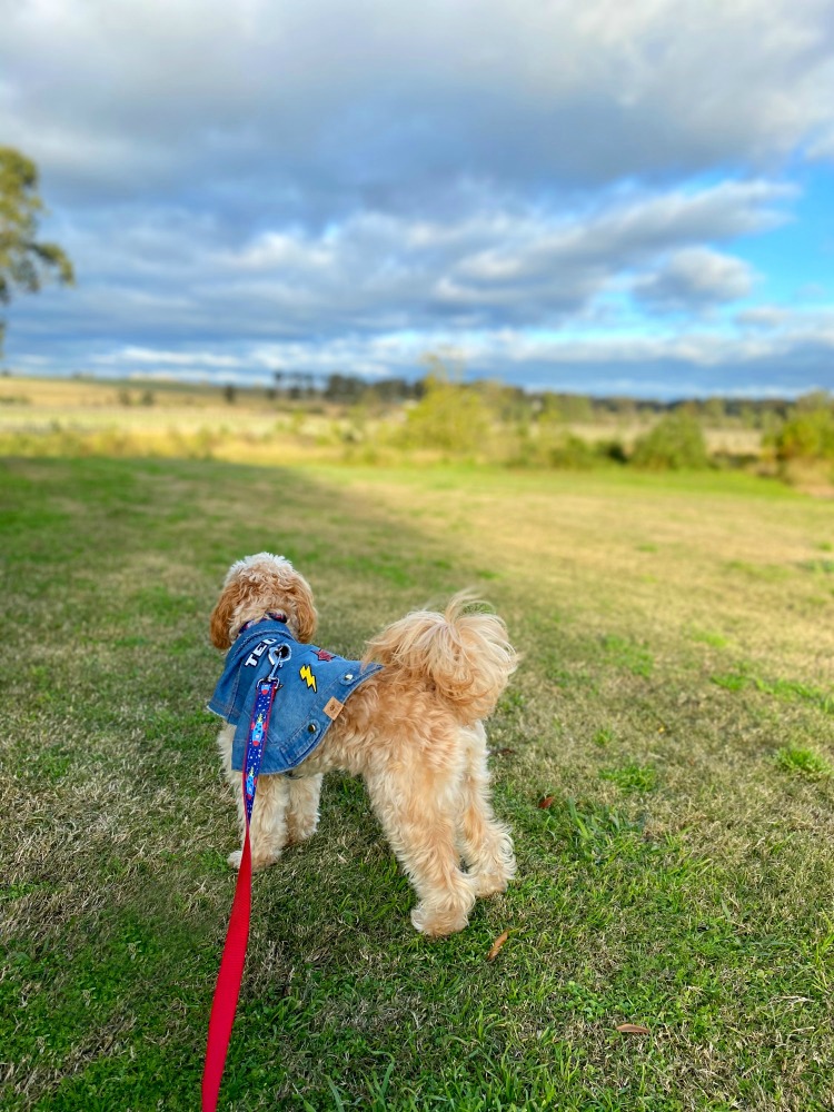 dog looking over glandore estate