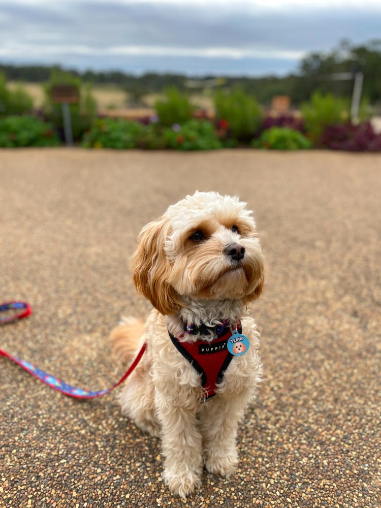 irongate estate dog on terrace