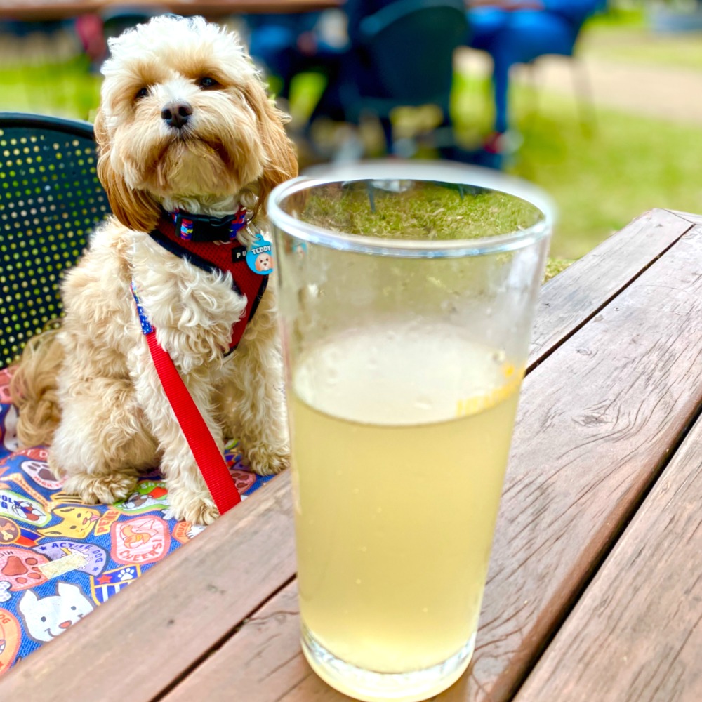 a dog looking at a glass of ginger beer