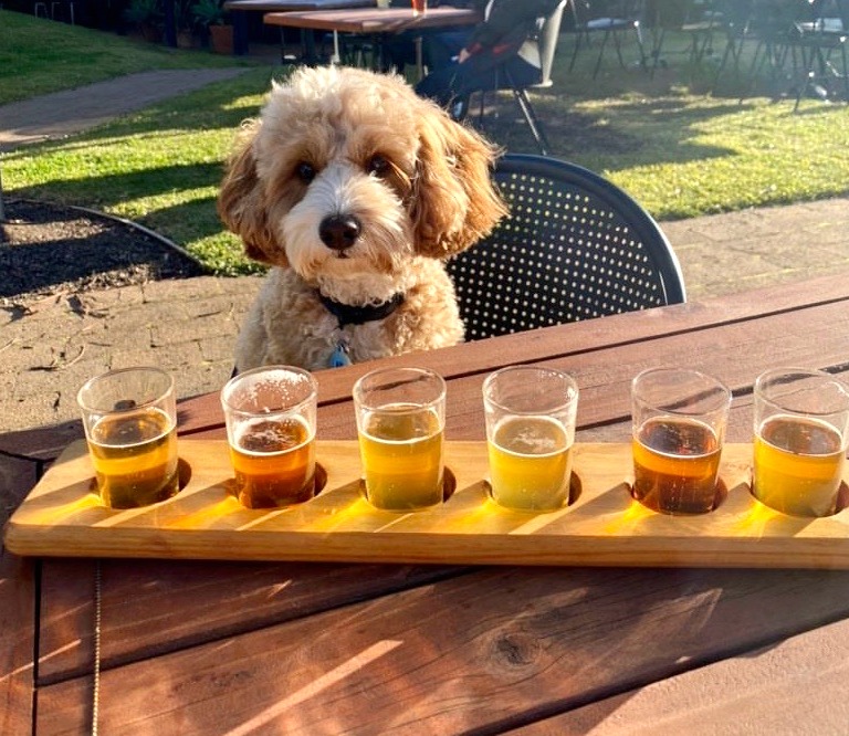 Dog looking at Matilda Bay Brewing beer paddle