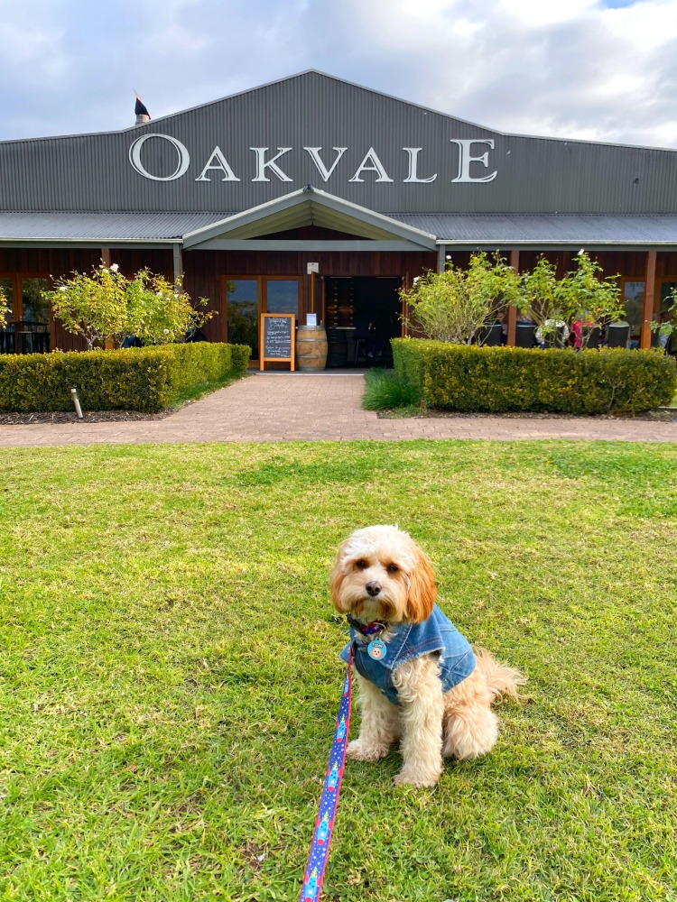 dog sitting in front of oakvale wines