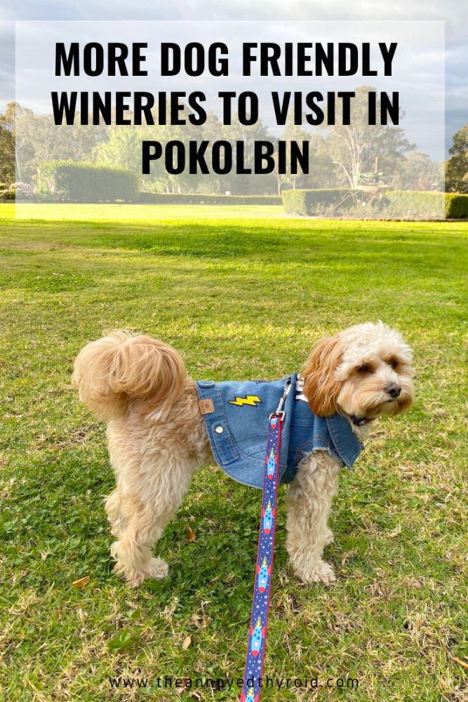 dog standing in front of vineyard landscape