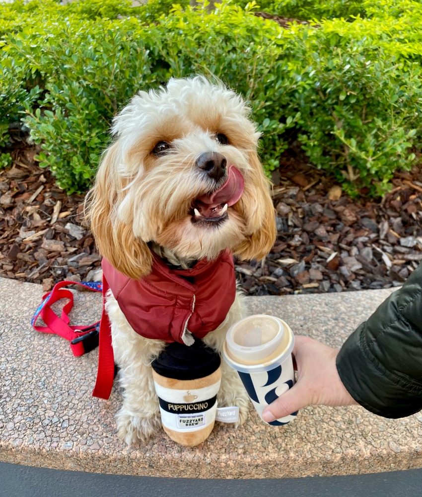 dog licking his lips