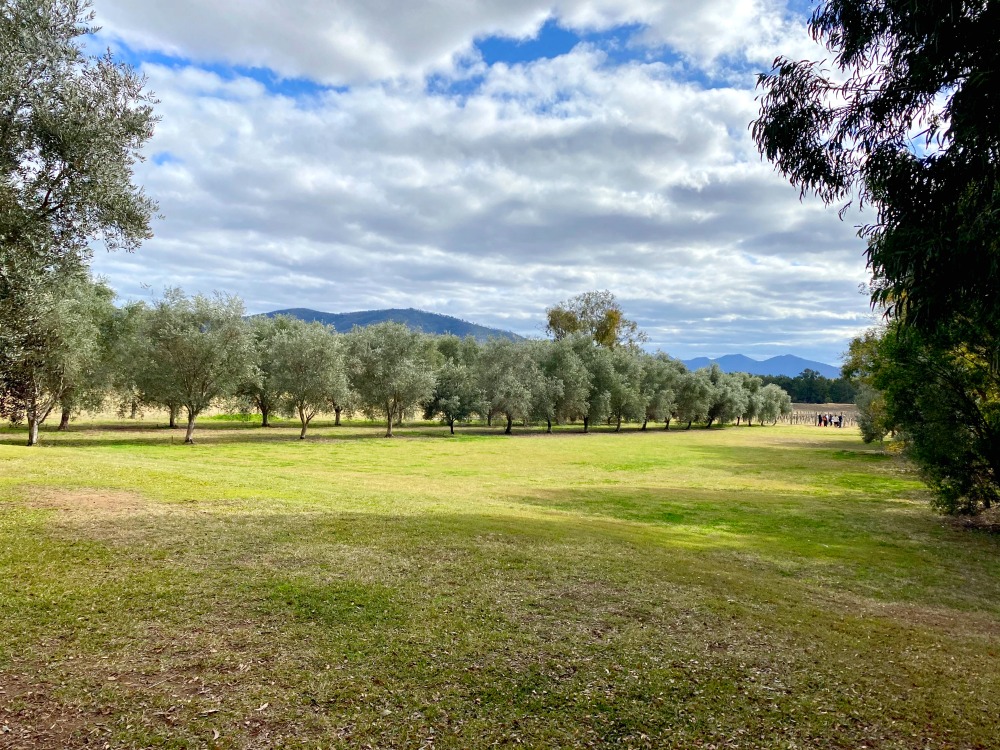 vineyard at whispering Brook 