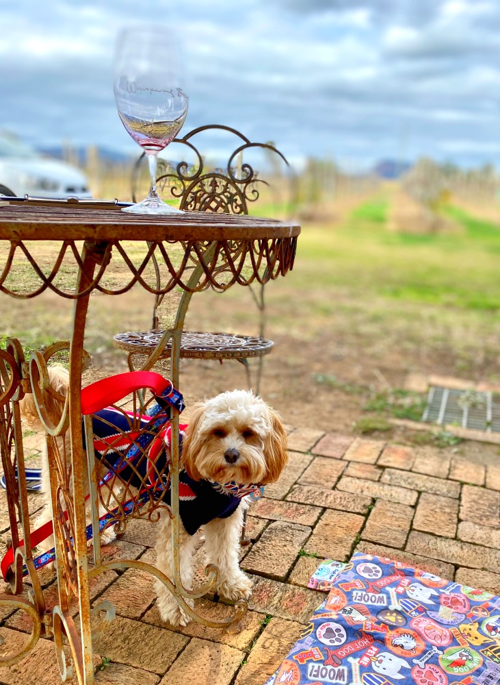 dog under table with vineyard in background