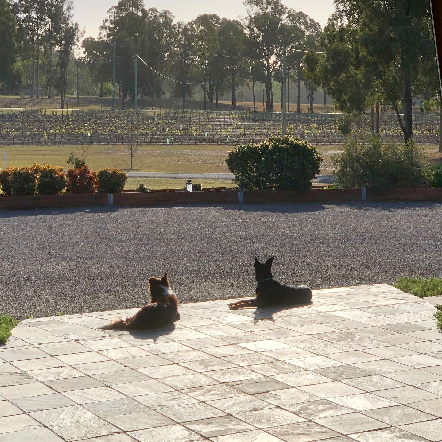 two dogs looking at vineyard