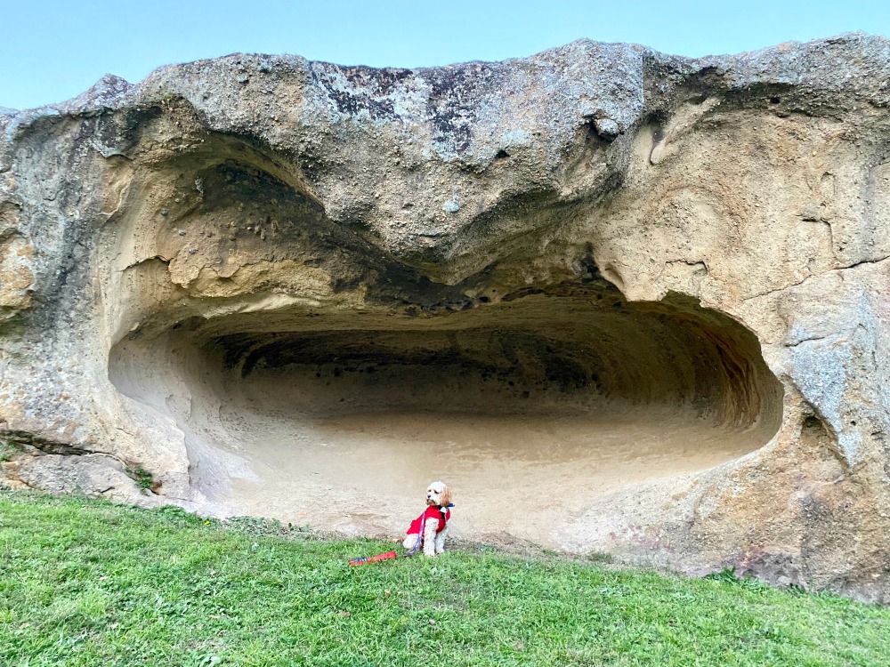 dog in front of pooles rock