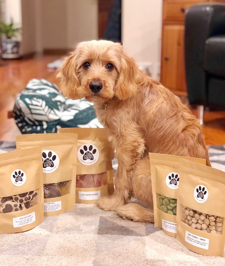 cavoodle sitting with doggie bakery treats