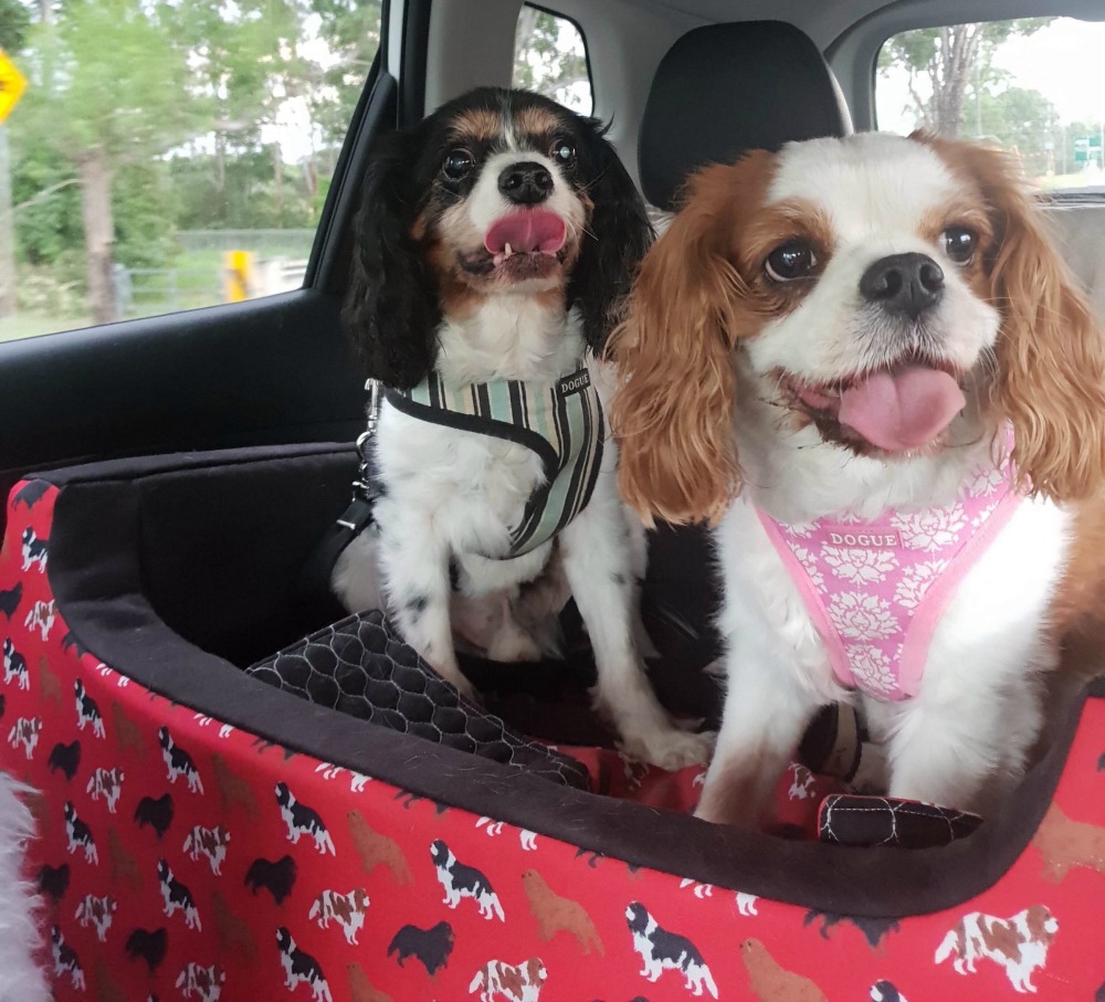 two cavaliers in I can see dog car seat 