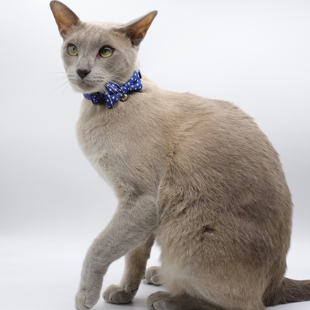 cat wearing bow tie collar