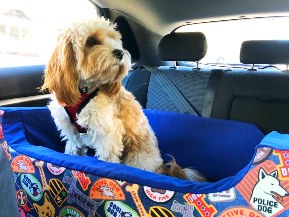 cavoodle sitting in I can see dog car seat