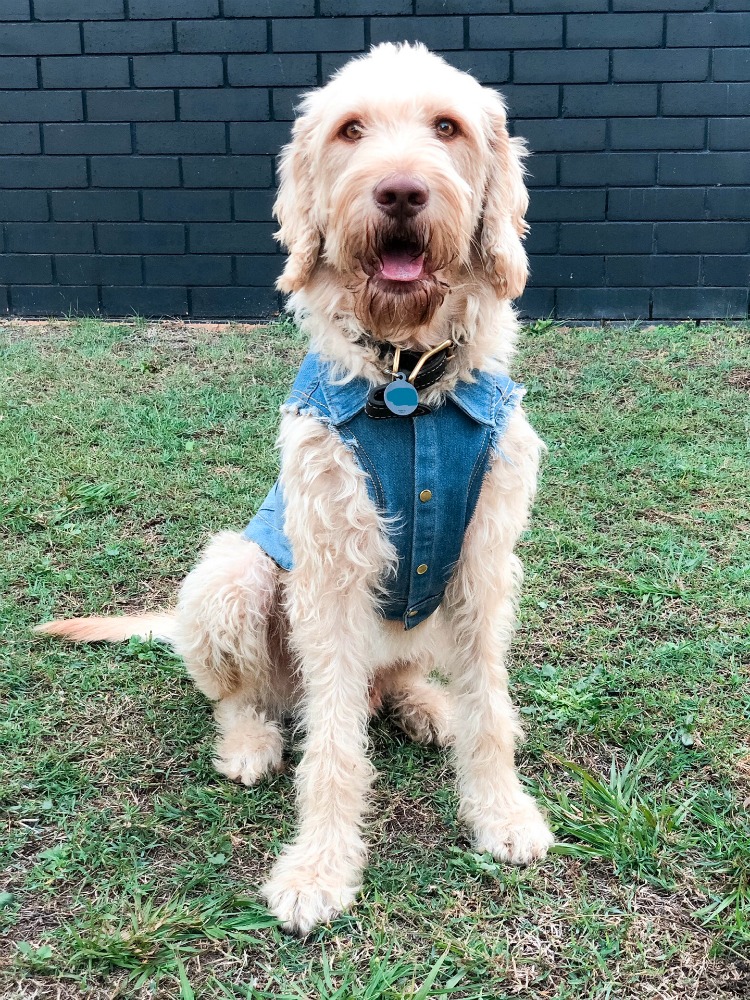 labradoodle wearing a denim jacket