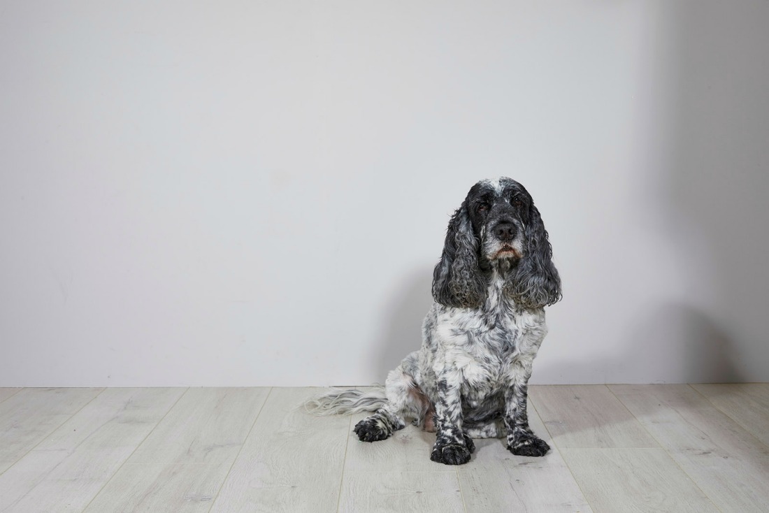 Black and white spaniel on white background