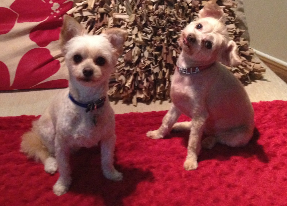 two chihuahua cross poodles