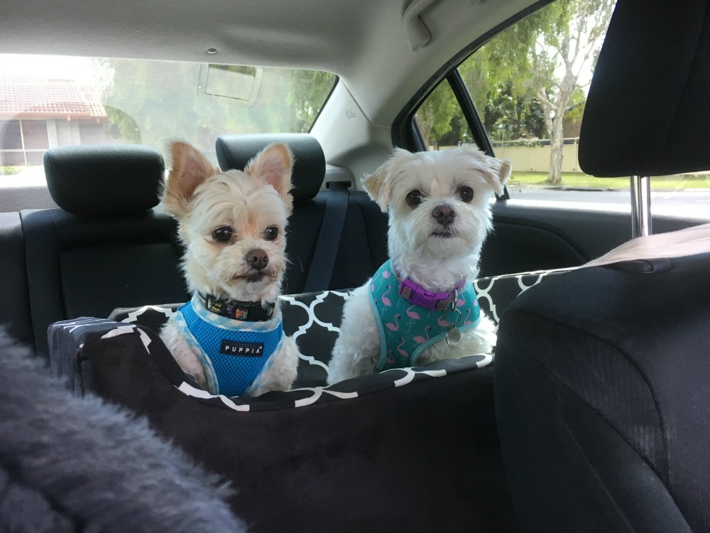 two dogs sitting in I can See Dog Car Seat