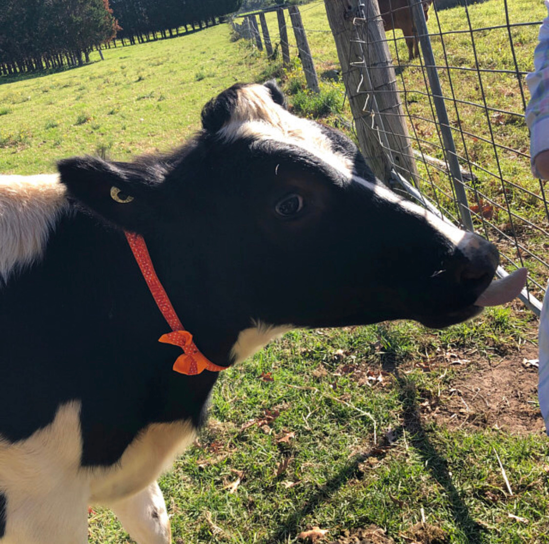 cow wearing red collar and bow tie