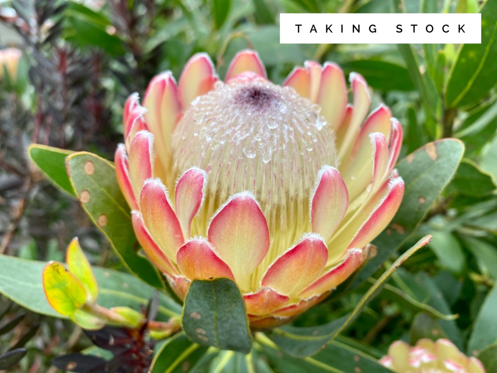 protea 