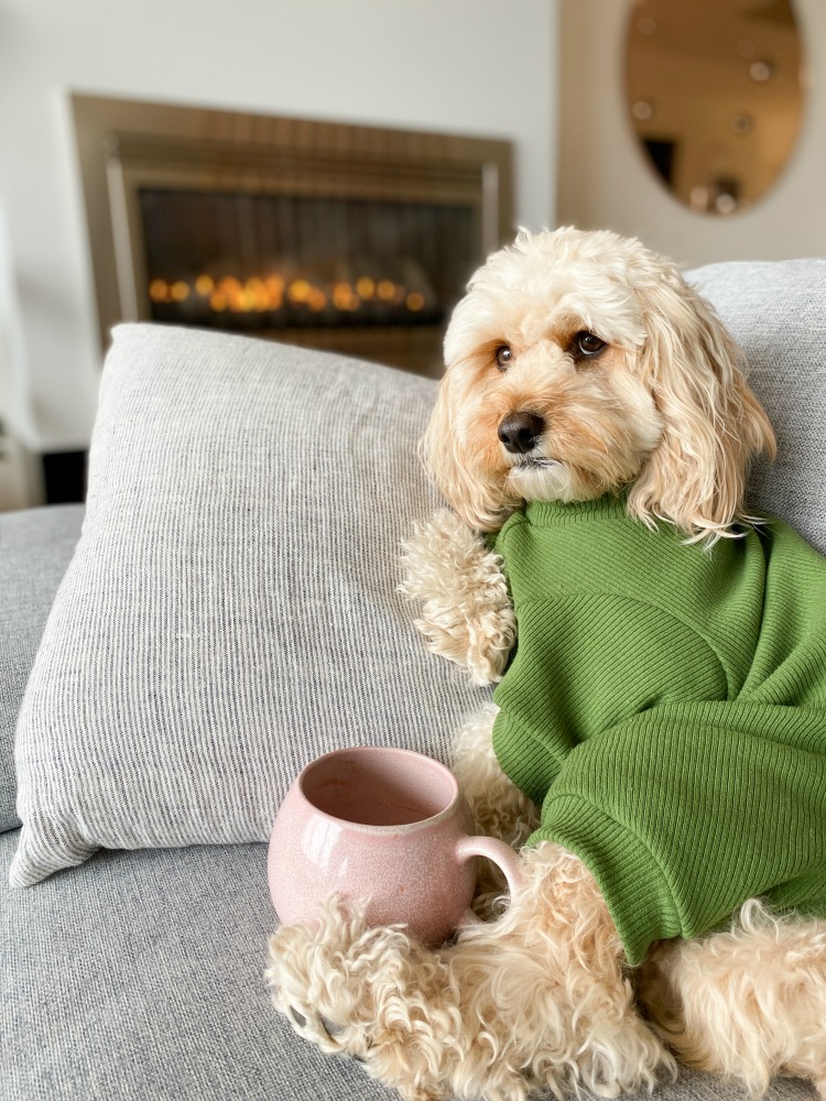 a cavoodle wearing a onesie with a mug of tea