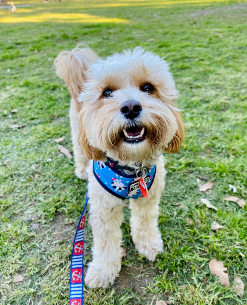 smiling dog at park