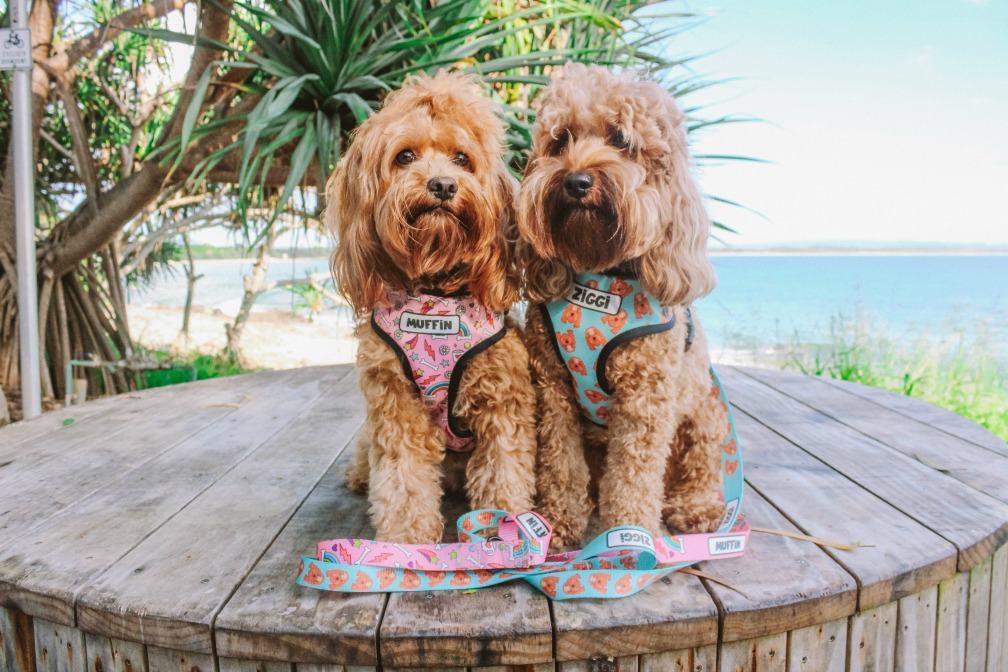 two cavoodles sitting on a table