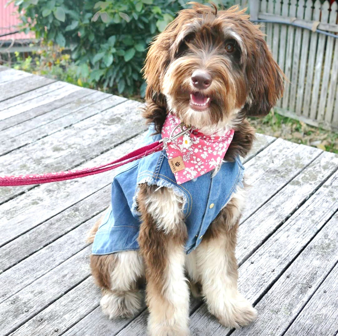 dog wearing denim jacket and bandana