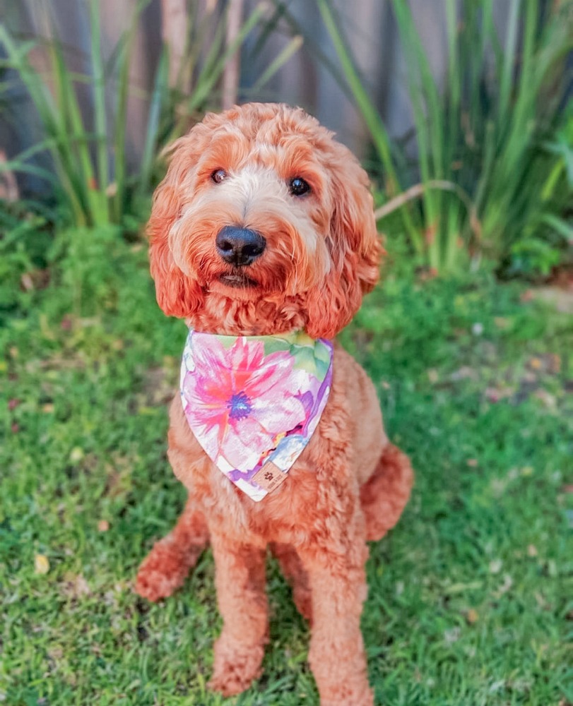 dog wearing a bandana