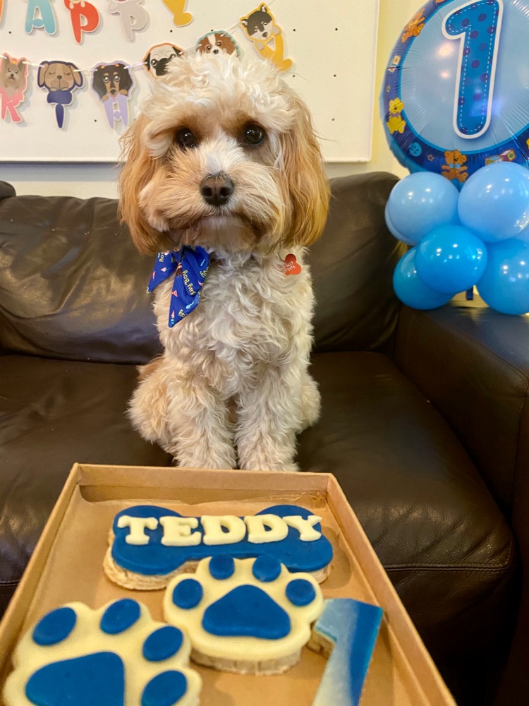 cavoodle looking at his birthday biscuits