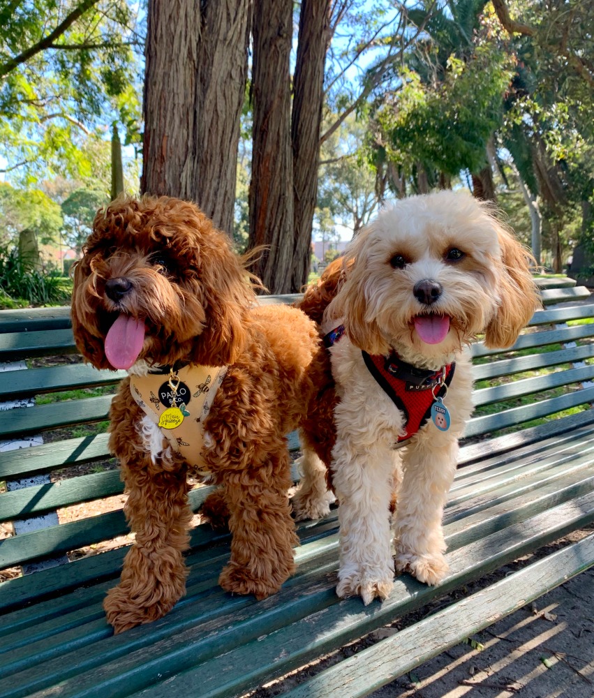 two cavoodles sitting on a bench