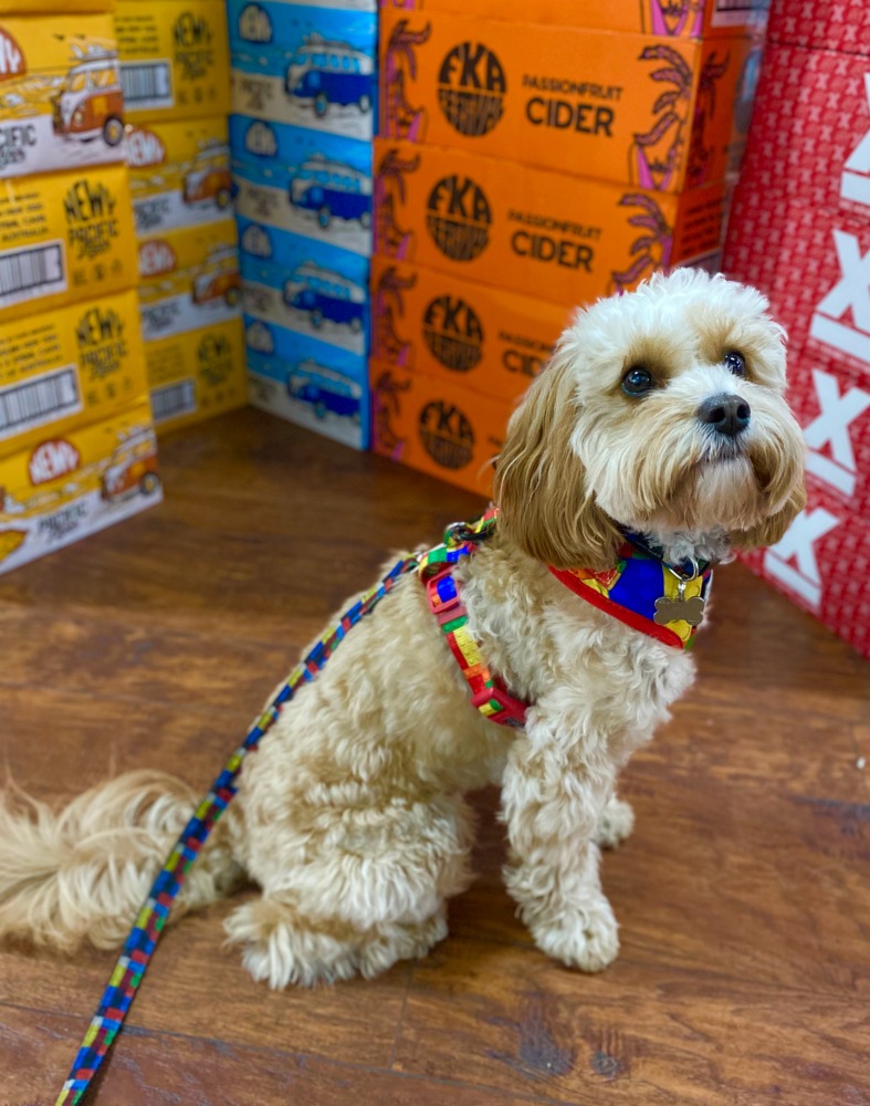 dog sitting by cases of beer