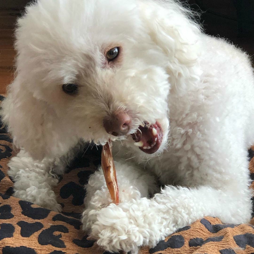 dog eating a chicken lollipop