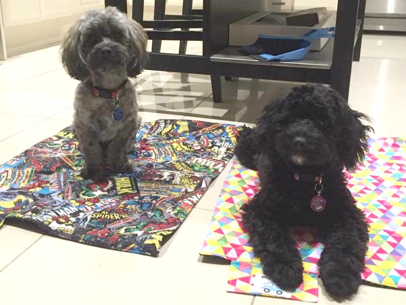 2 dogs sitting on cafe mats