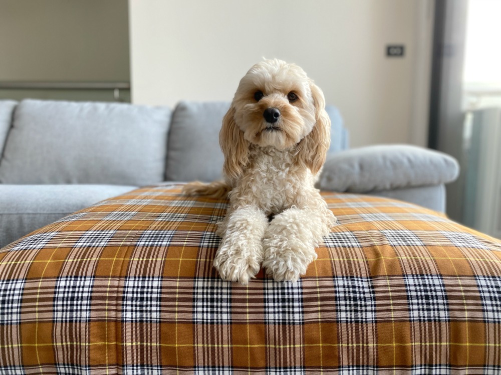 a dog lying on a bed looking at the camera