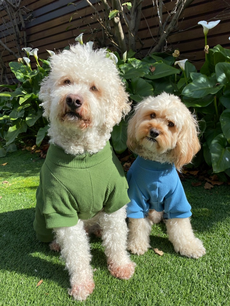 two oodles wearing onesies