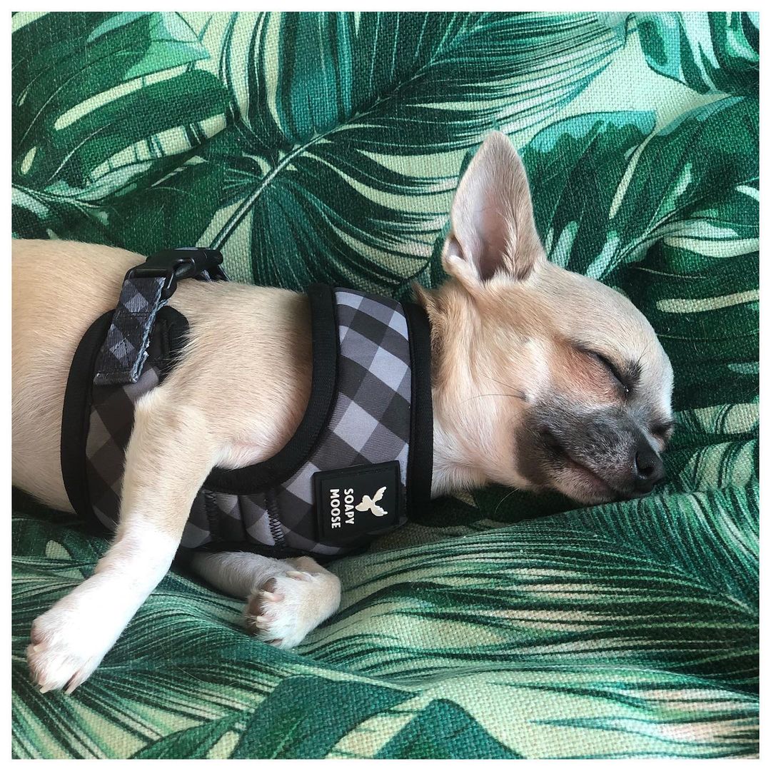 chihuahua sleeping in harness