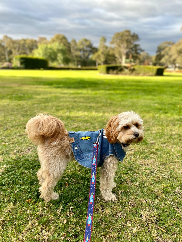 dog in front of winery wearing denim jacket