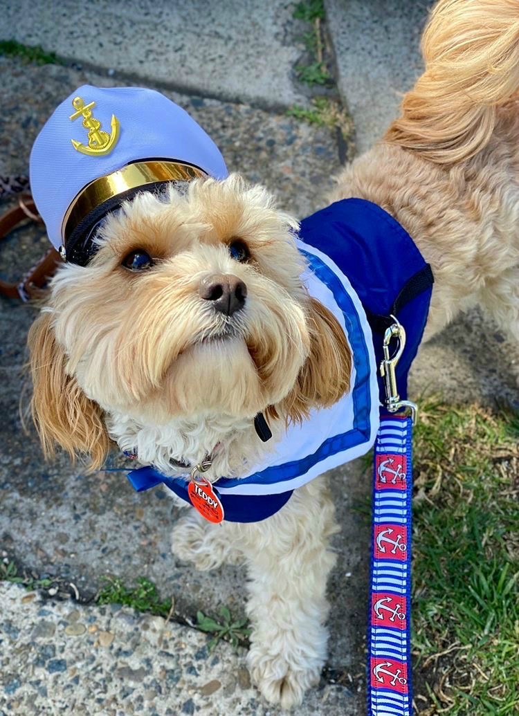 cavoodle wearing captain costume